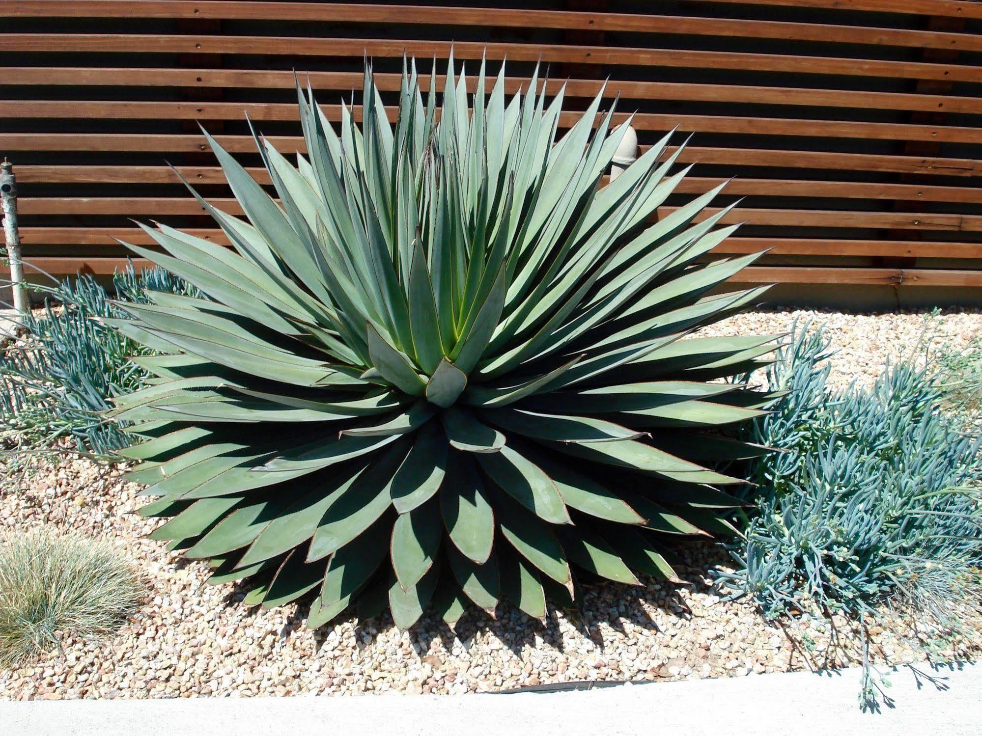 Agave Inn Santa Barbara Bagian luar foto